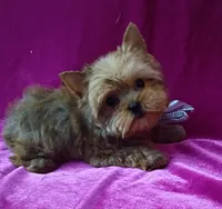Tiny AKC Baby Doll face boy, a male Yorkshire Terrier for sale in Hollywood, FL – 5 of 5