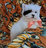 AKC Sweet Chocolate Snowy HOLD, a female Yorkshire Terrier for sale in Pembroke Pines, FL – Photo 1 of 5