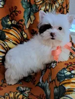 AKC Sweet Chocolate Snowy HOLD, a female Yorkshire Terrier for sale in Pembroke Pines, FL – Photo 3 of 5