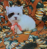 AKC Sweet Chocolate Snowy HOLD, a female Yorkshire Terrier for sale in Pembroke Pines, FL – Photo 5 of 5