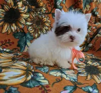 AKC Sweet Chocolate Snowy HOLD, a female Yorkshire Terrier for sale in Pembroke Pines, FL – Photo 4 of 5