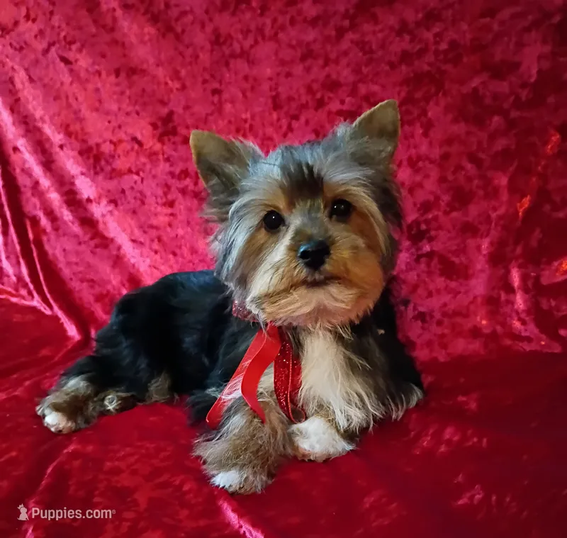 AKC Oreo Ch. Bloodlines   – Yorkshire Terrier puppy for sale in Hollywood, FL
