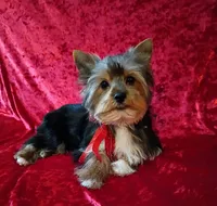 AKC Oreo Ch. Bloodlines  , a male Yorkshire Terrier for sale in Hollywood, FL – 1 of 3