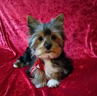 AKC Oreo Ch. Bloodlines  , a male Yorkshire Terrier for sale in Hollywood, FL – 3 of 3