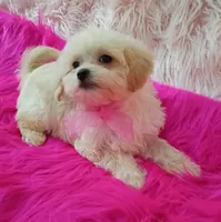 Tiny Dolly, a female Maltipoo for sale in Hollywood, FL – 3 of 4