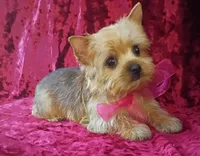 AKC Pretty Princess , a female Yorkshire Terrier for sale in Hollywood, FL – 4 of 4