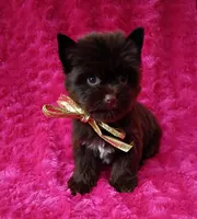 Sienna deposit received , a female Yorkshire Terrier for sale in Pembroke Pines, FL – Photo 3 of 3