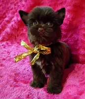 Sienna, a female Yorkshire Terrier for sale in Pembroke Pines, FL – Photo 2 of 3