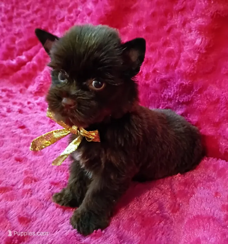 Sienna – Yorkshire Terrier puppy for sale in Pembroke Pines, FL