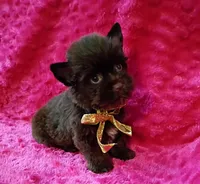 Sienna, a female Yorkshire Terrier for sale in Pembroke Pines, FL – Photo 3 of 3