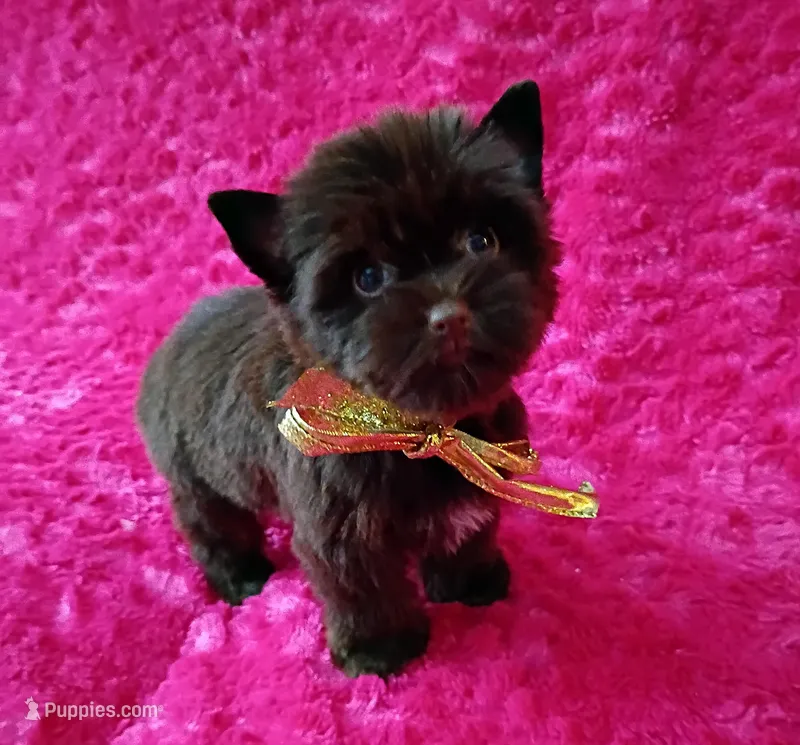 Sienna – Yorkshire Terrier puppy for sale in Pembroke Pines, FL