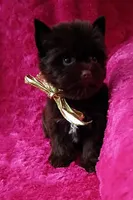 Sienna deposit received , a female Yorkshire Terrier for sale in Pembroke Pines, FL – Photo 2 of 3