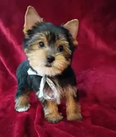 AKC Bo Ch. Bloodlines , a male Yorkshire Terrier for sale in Pembroke Pines, FL – 2 of 4