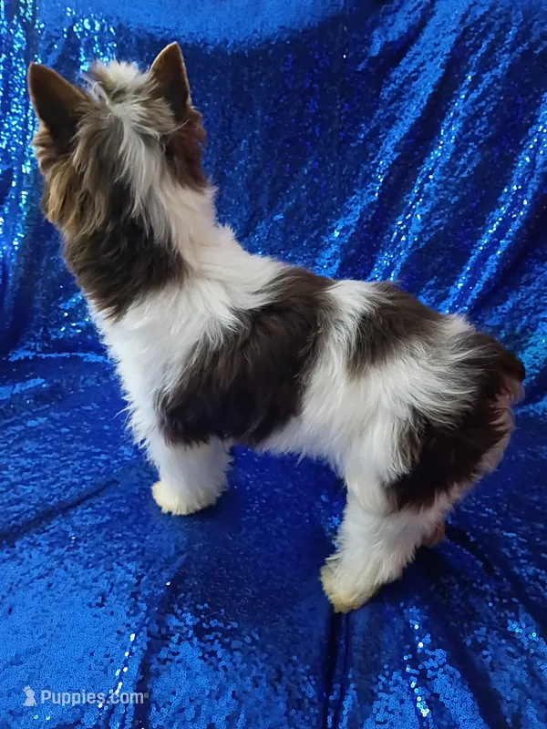 Ace Parti Boy – Yorkshire Terrier puppy for sale in Pembroke Pines, FL