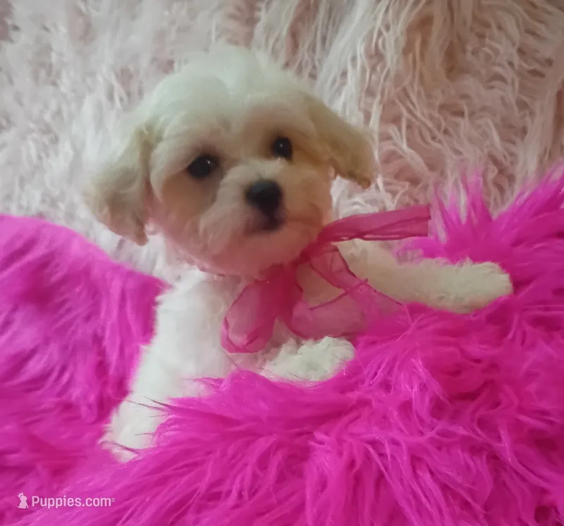 Lil Princess  – Maltipoo puppy for sale in Hollywood, FL