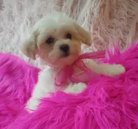 Lil Princess , a female Maltipoo for sale in Hollywood, FL – 1 of 4