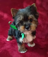 AKC Oreo Ch. Bloodlines , a male Yorkshire Terrier for sale in Pembroke Pines, FL – 4 of 4