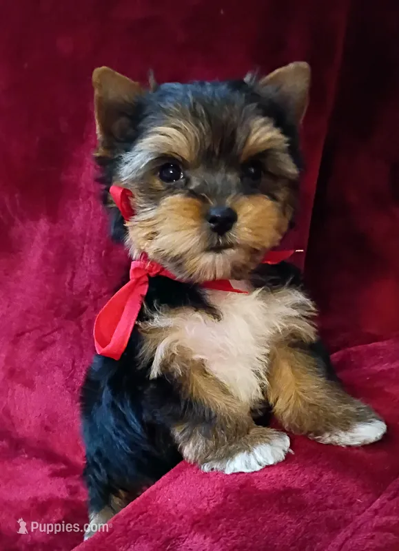 AKC Ch. Bloodlines Cody – Yorkshire Terrier puppy for sale in Pembroke Pines, FL
