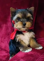 AKC Ch. Bloodlines Cody, a male Yorkshire Terrier for sale in Pembroke Pines, FL – 1 of 4