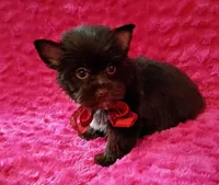 Coco Puffs, a male Yorkshire Terrier for sale in Pembroke Pines, FL – Photo 3 of 4