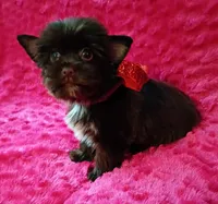 Coco Puffs, a male Yorkshire Terrier for sale in Pembroke Pines, FL – Photo 1 of 4