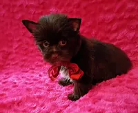 Coco Puffs, a male Yorkshire Terrier for sale in Pembroke Pines, FL – Photo 2 of 4