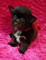 Coco Puffs, a male Yorkshire Terrier for sale in Pembroke Pines, FL – Photo 4 of 4