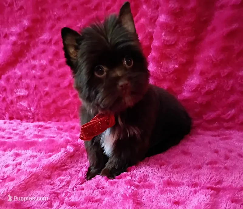 Coco Puffs – Yorkshire Terrier puppy for sale in Pembroke Pines, FL