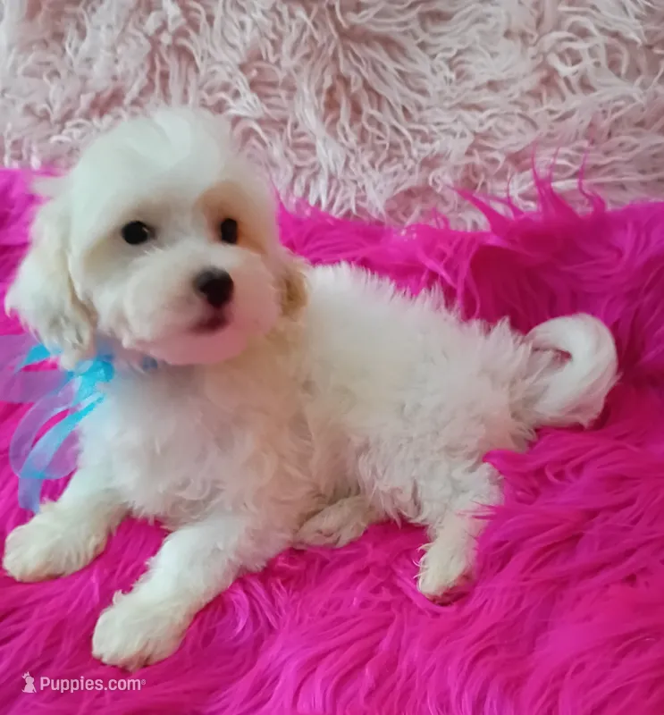 Sammy  – Maltipoo puppy for sale in Hollywood, FL