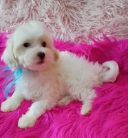 Sammy , a male Maltipoo for sale in Hollywood, FL – 1 of 3