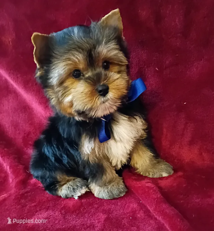 AKC Teddy Bear Ch. Bloodlines  – Yorkshire Terrier puppy for sale in Pembroke Pines, FL