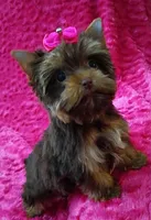 T cup Baby Doll face Chocolate/ tan , a female Yorkshire Terrier for sale in Pembroke Pines, FL – 8 of 9