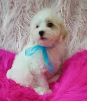 Sammy , a male Maltipoo for sale in Hollywood, FL – 3 of 3