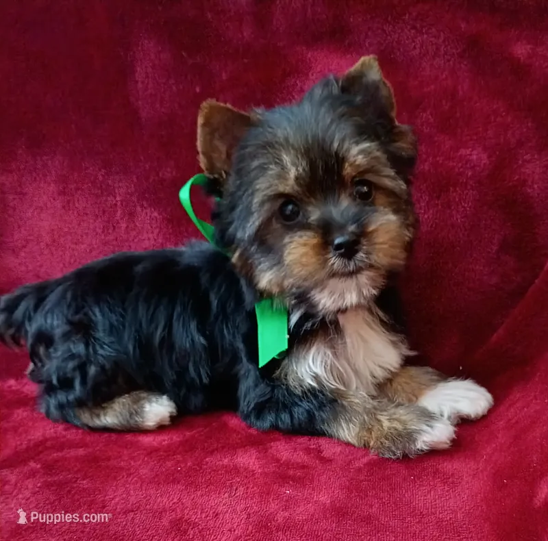 AKC Oreo Ch. Bloodlines   – Yorkshire Terrier puppy for sale in Pembroke Pines, FL