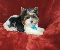 AKC Tricolor Teddy HOLD, a male Yorkshire Terrier for sale in Pembroke Pines, FL – Photo 4 of 4