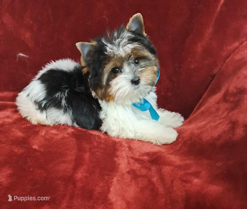 AKC Tricolor Teddy HOLD