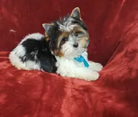 AKC Tricolor Teddy HOLD, a male Yorkshire Terrier for sale in Pembroke Pines, FL – Photo 1 of 4