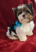 AKC Tricolor Teddy HOLD, a male Yorkshire Terrier for sale in Pembroke Pines, FL – Photo 2 of 4