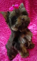 T cup Baby Doll face Chocolate/ tan , a female Yorkshire Terrier for sale in Pembroke Pines, FL – 2 of 9