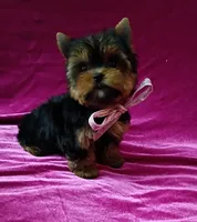 AKC Baby Doll face , a female Yorkshire Terrier for sale in Hollywood, FL – 2 of 5