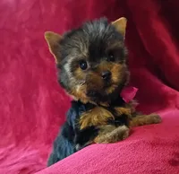 Beautiful Baby , a female Yorkshire Terrier for sale in Pembroke Pines, FL – 3 of 4