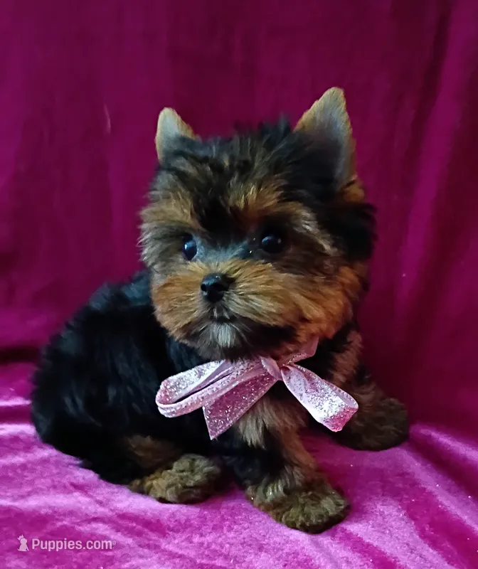 AKC Baby Doll face  – Yorkshire Terrier puppy for sale in Hollywood, FL