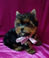 AKC Baby Doll face , a female Yorkshire Terrier for sale in Hollywood, FL – 1 of 5