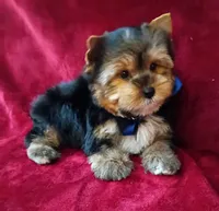 AKC Teddy Bear Ch. Bloodlines , a male Yorkshire Terrier for sale in Pembroke Pines, FL – 5 of 5