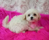 Tiny Dolly, a female Maltipoo for sale in Hollywood, FL – 4 of 4