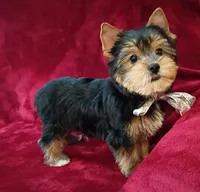 AKC Bo Ch. Bloodlines , a male Yorkshire Terrier for sale in Pembroke Pines, FL – 4 of 4