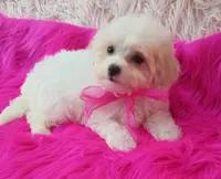 Lil Princess , a female Maltipoo for sale in Hollywood, FL – 4 of 4