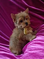 AKC Foxy Boy, a male Yorkshire Terrier for sale in Hollywood, FL – 2 of 3