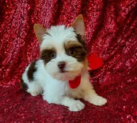 Ace Parti Boy, a male Yorkshire Terrier for sale in Pembroke Pines, FL – Photo 1 of 5