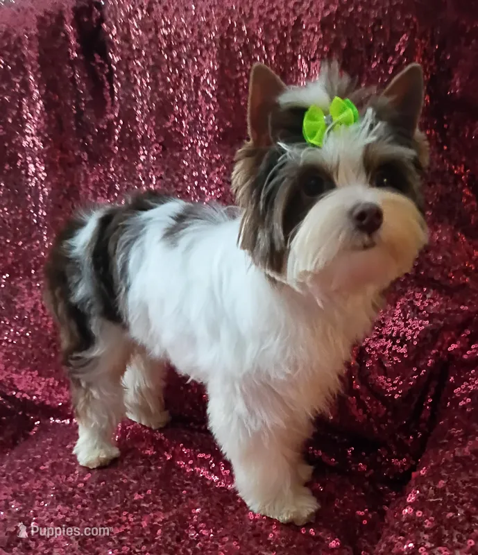 Ace Parti Boy – Yorkshire Terrier puppy for sale in Pembroke Pines, FL